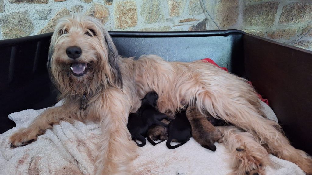 Chiot Berger catalan de lauriol