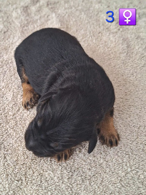 CHIOT 3