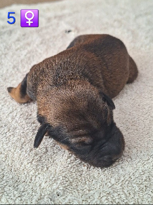 CHIOT 5