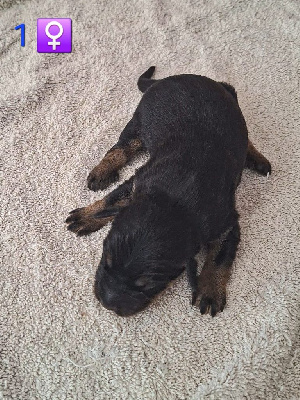 CHIOT 1