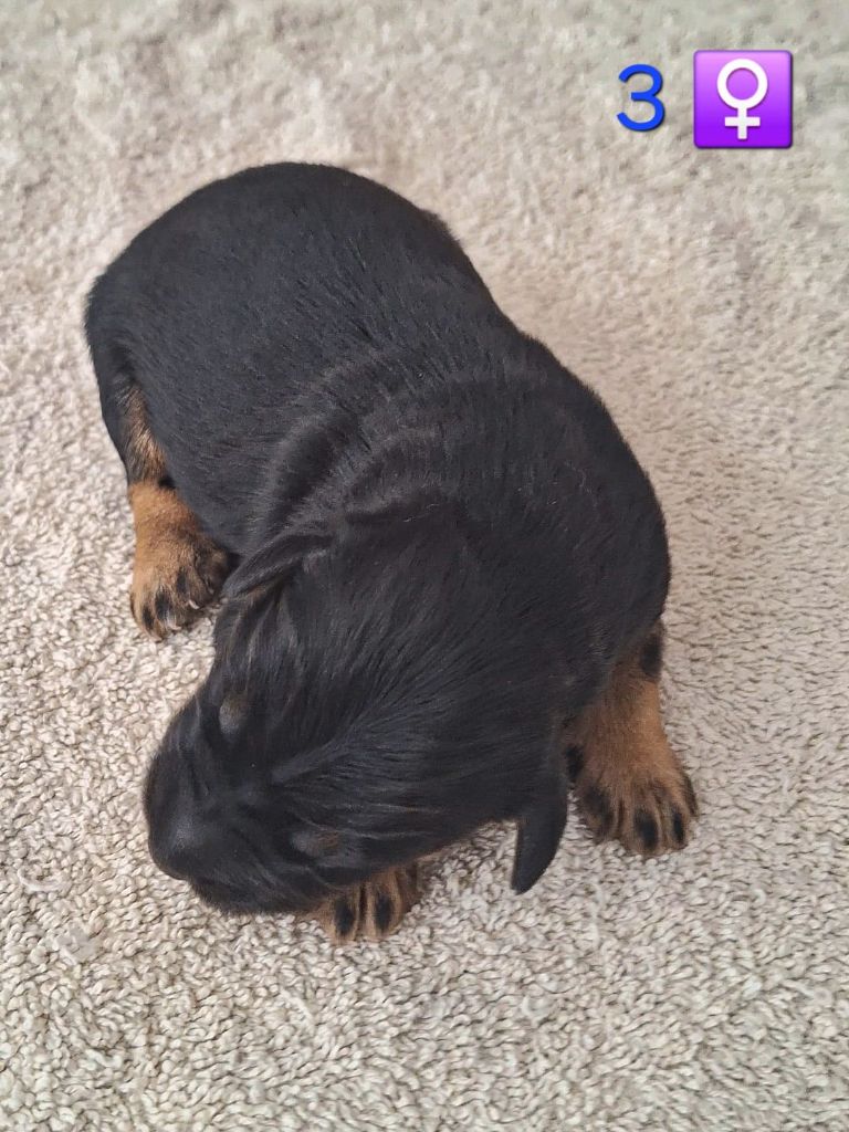 de lauriol - Chiots disponibles - Berger catalan