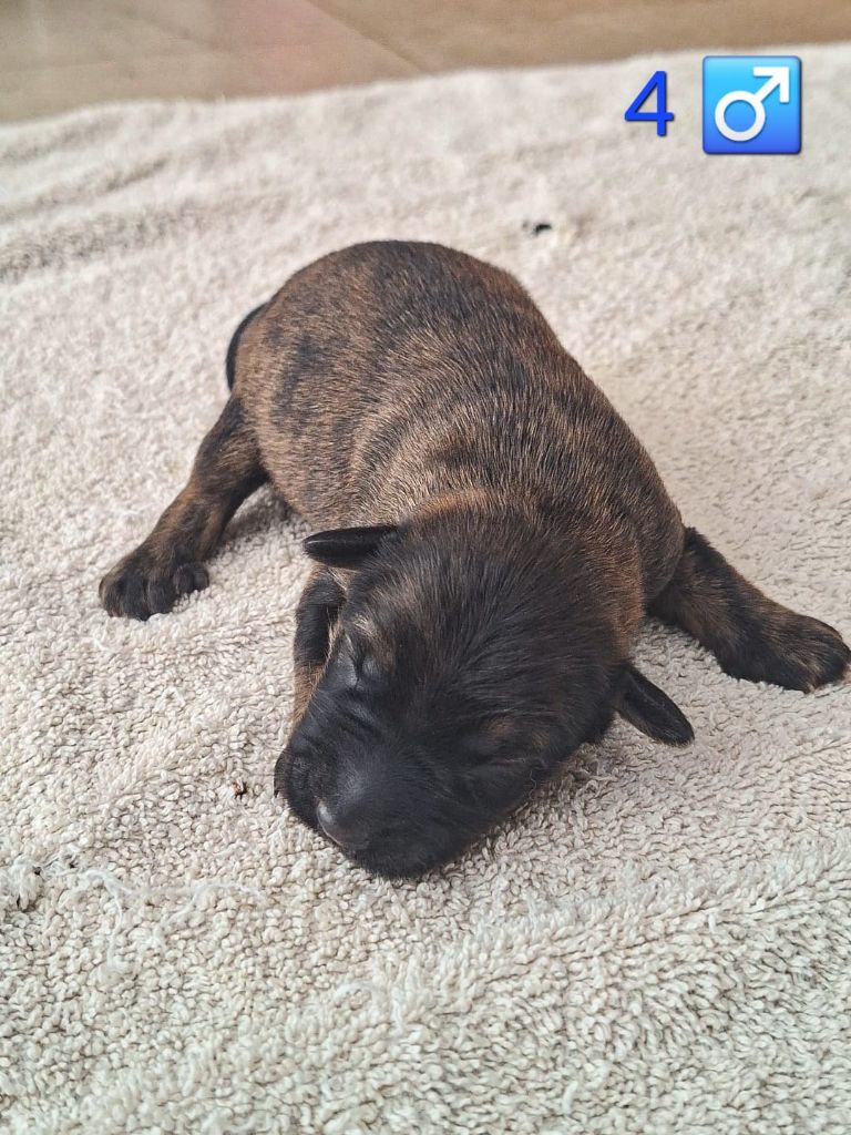de lauriol - Chiots disponibles - Berger catalan